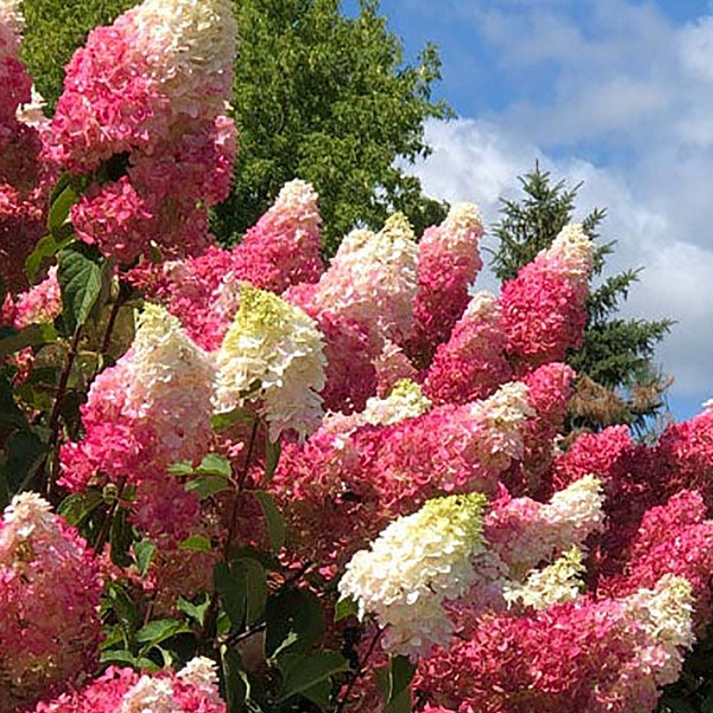 Berry White® Hydrangea