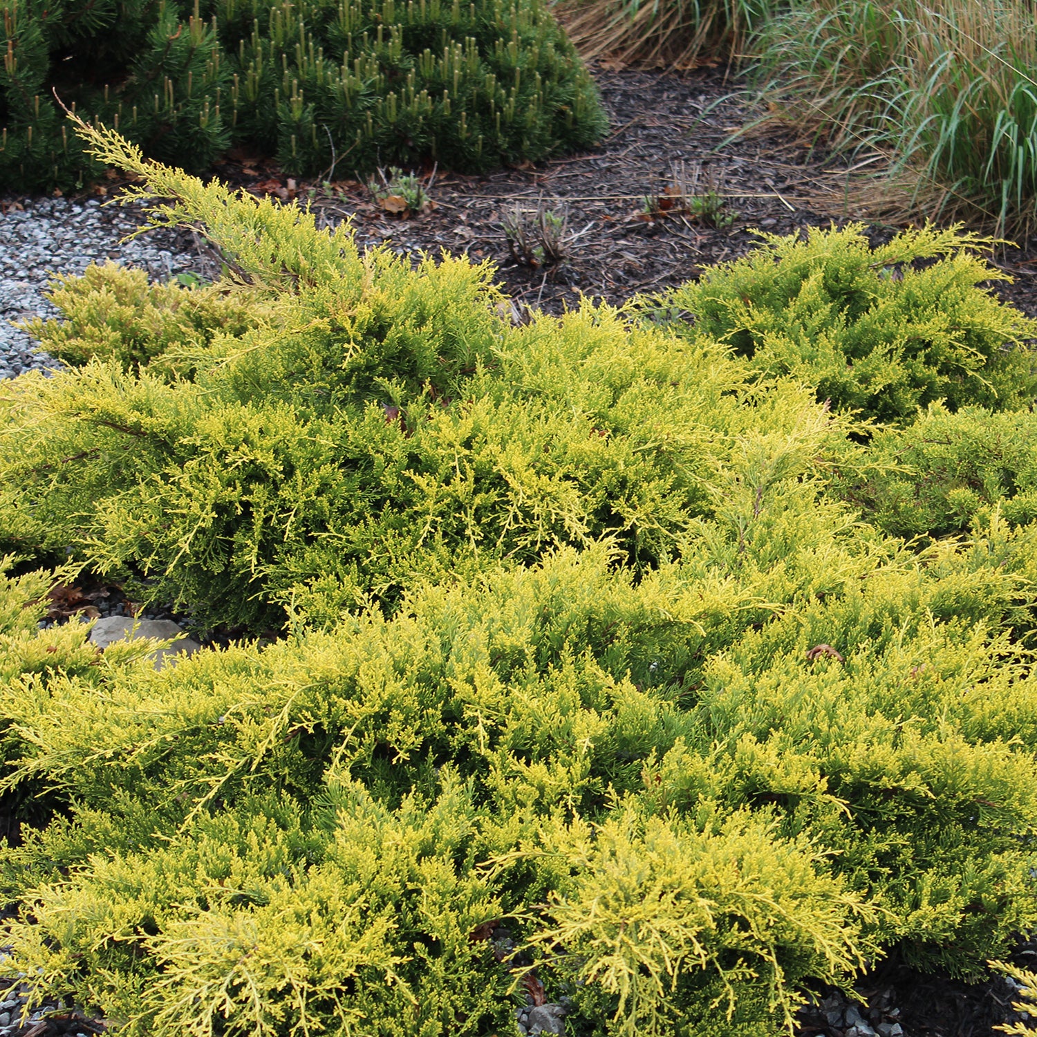 Gold Coast Juniper
