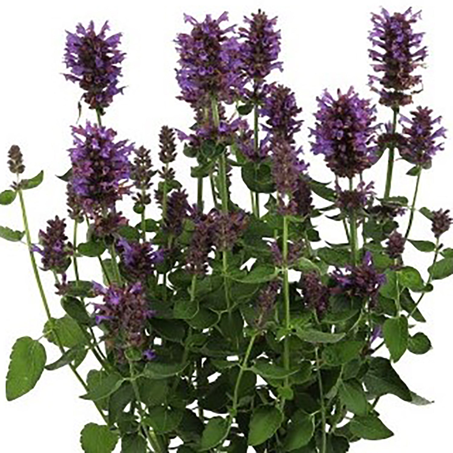 Honeysticks Purple Hyssop