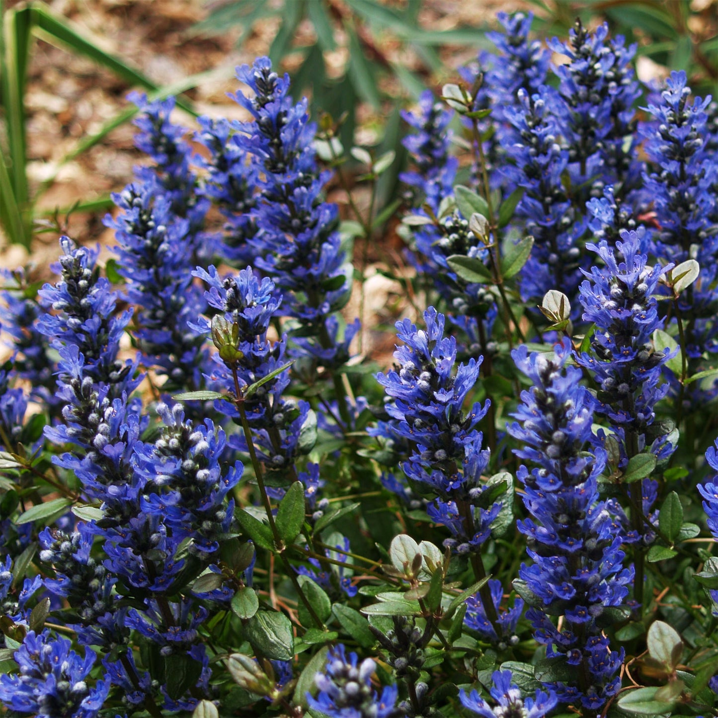 Chocolate Chip Bugleweed