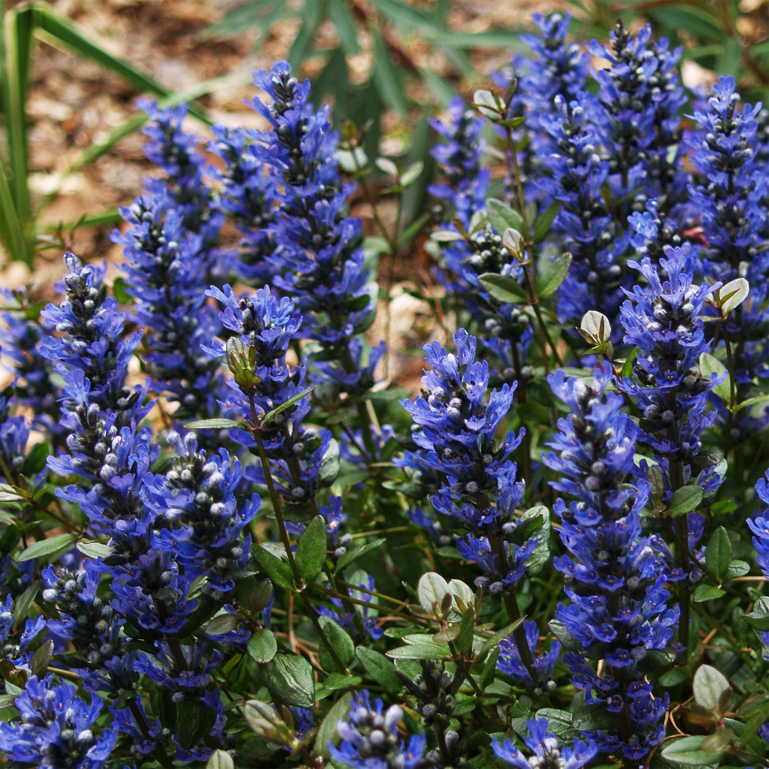 Chocolate Chip Bugleweed