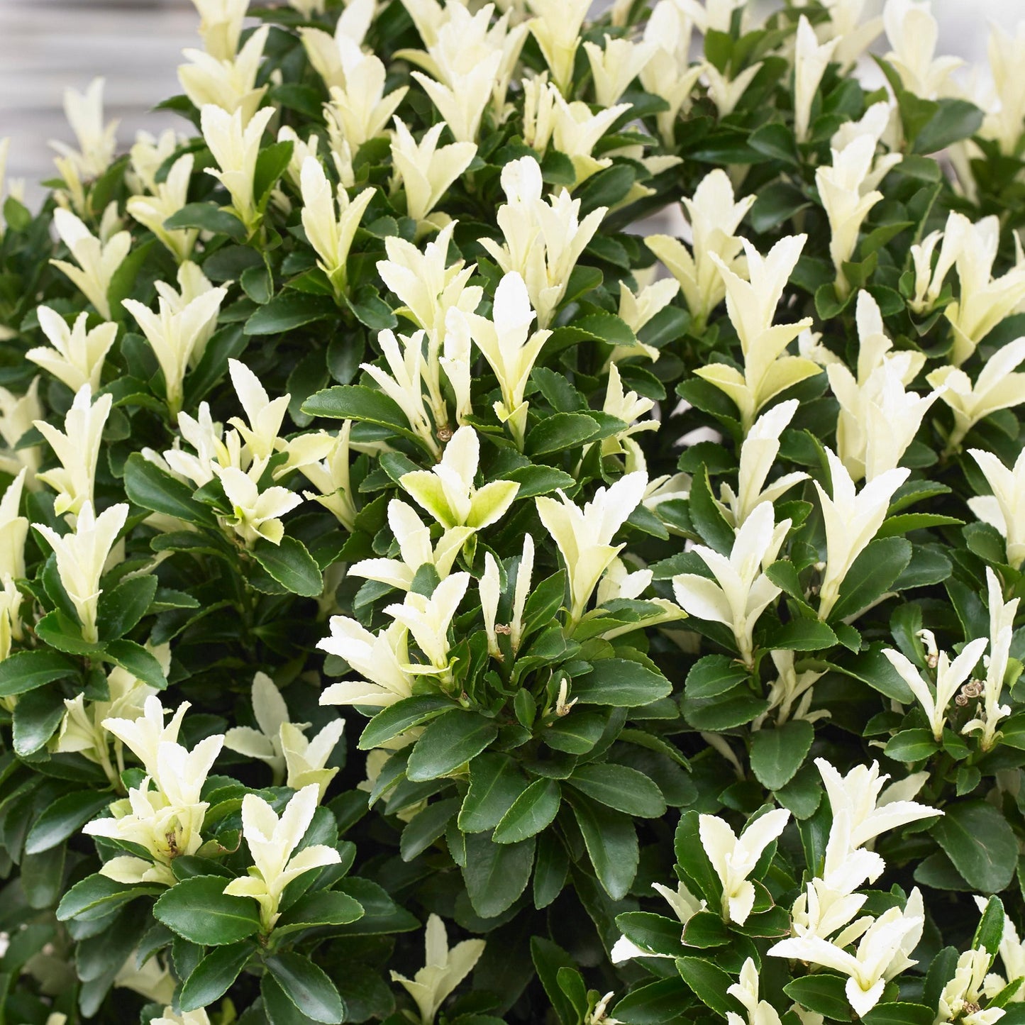 Paloma Blanca™ Euonymus