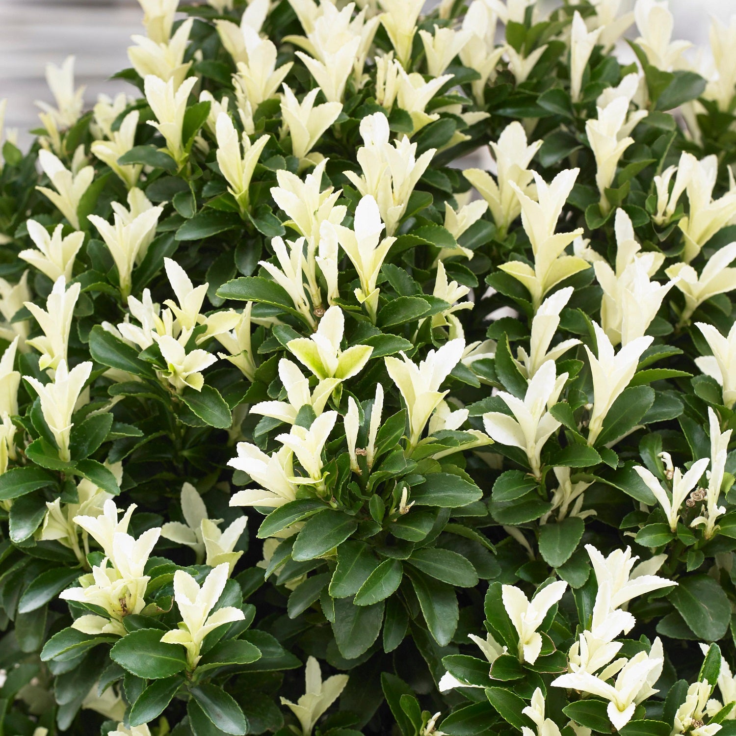 Paloma Blanca™ Euonymus