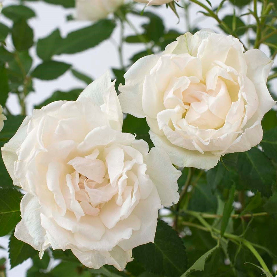 Icecap™ Shrub Rose