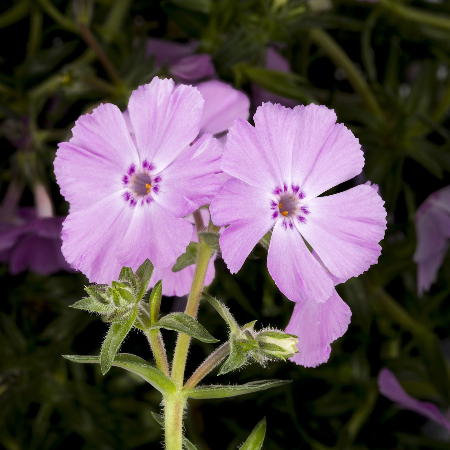 Trot Pink Phlox