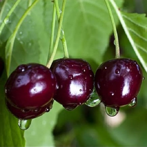 Black Republican Cherry Tree