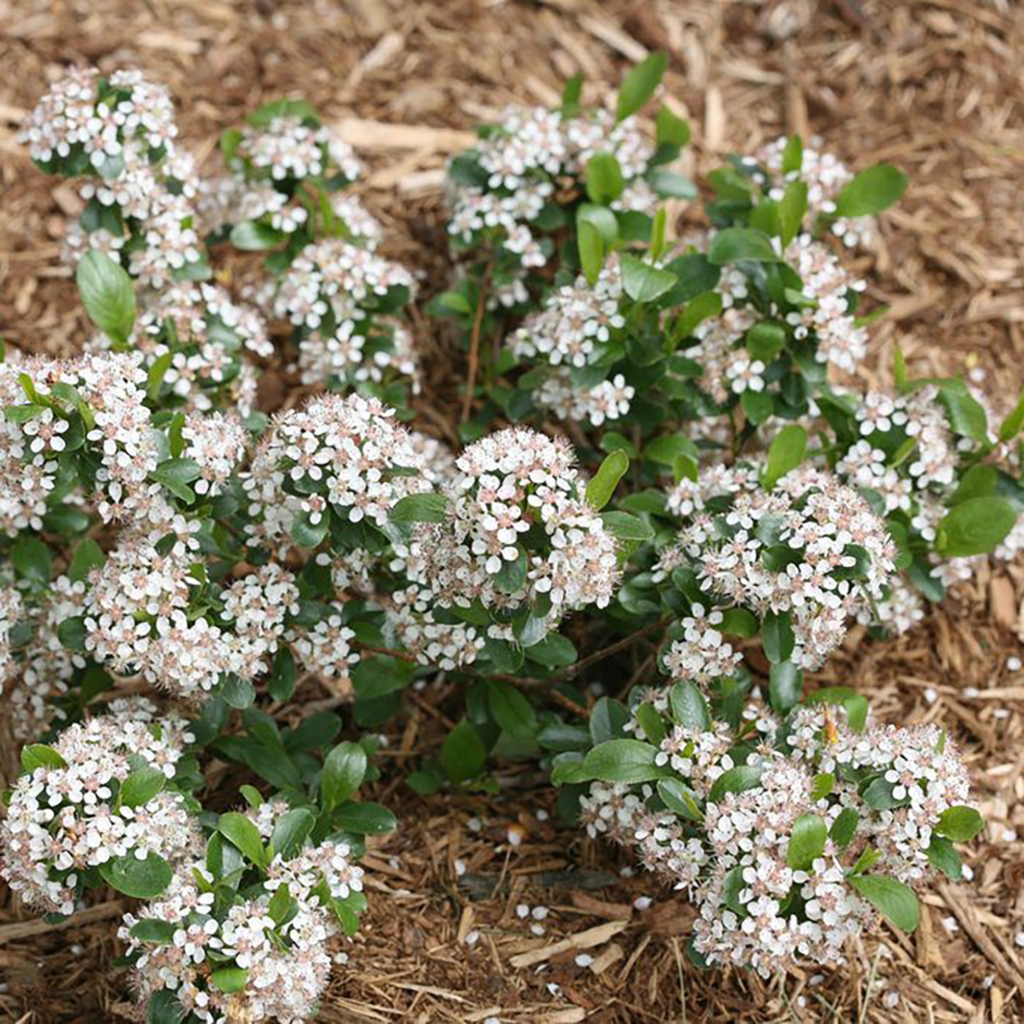 Low Scape Mound® Chokeberry
