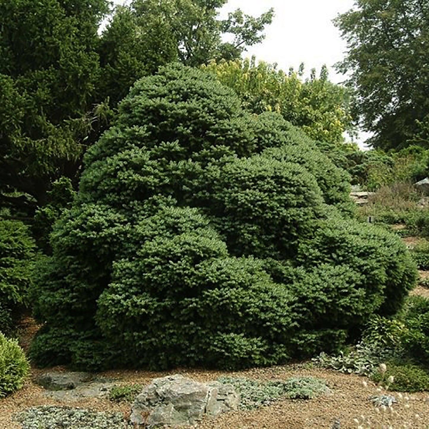 Dwarf Serbian Spruce