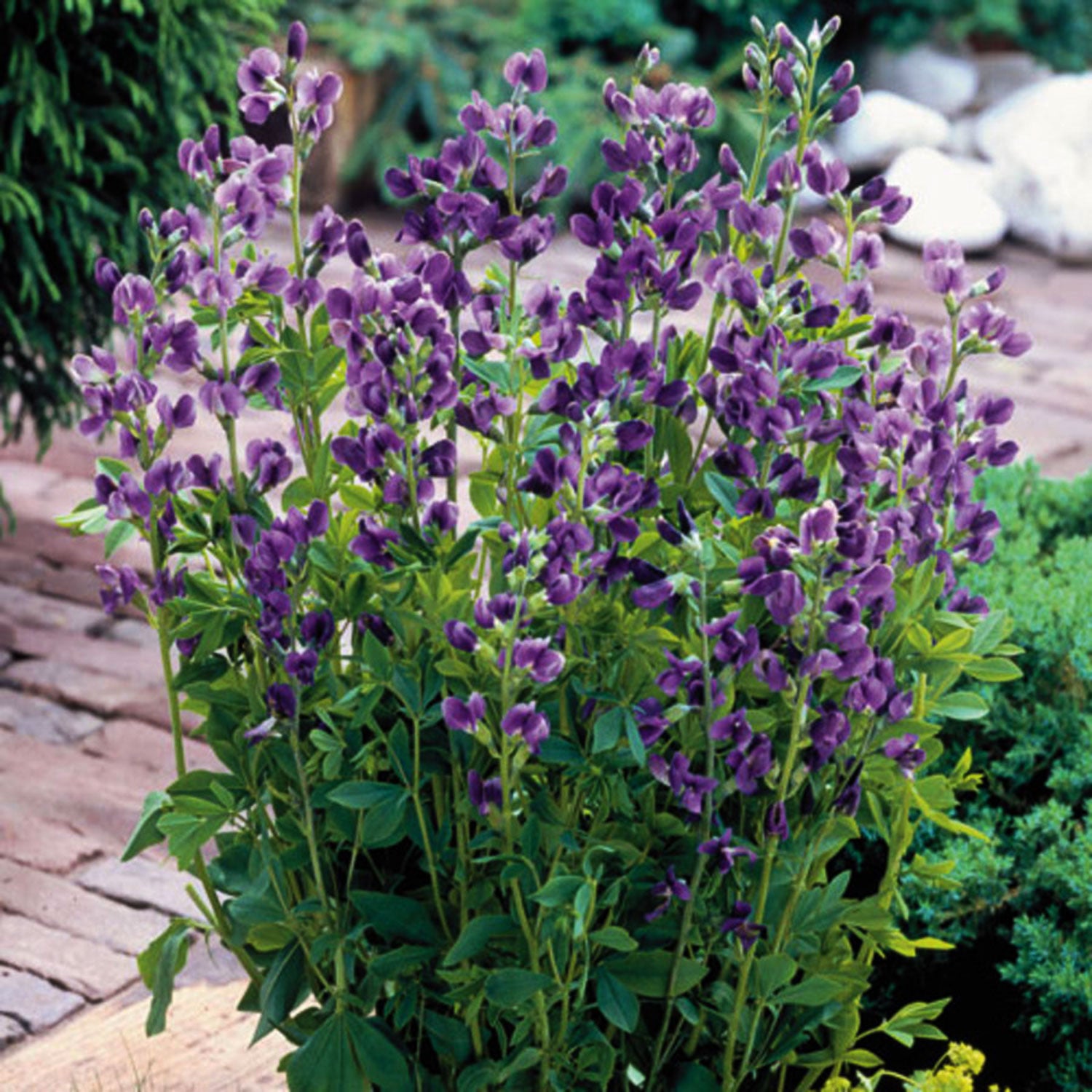 Blue False Indigo