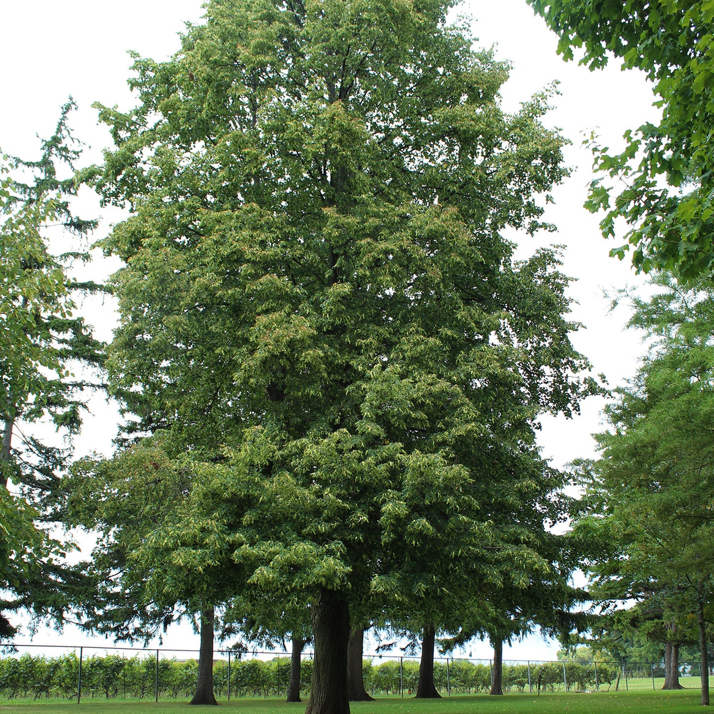 Boulevard Basswood