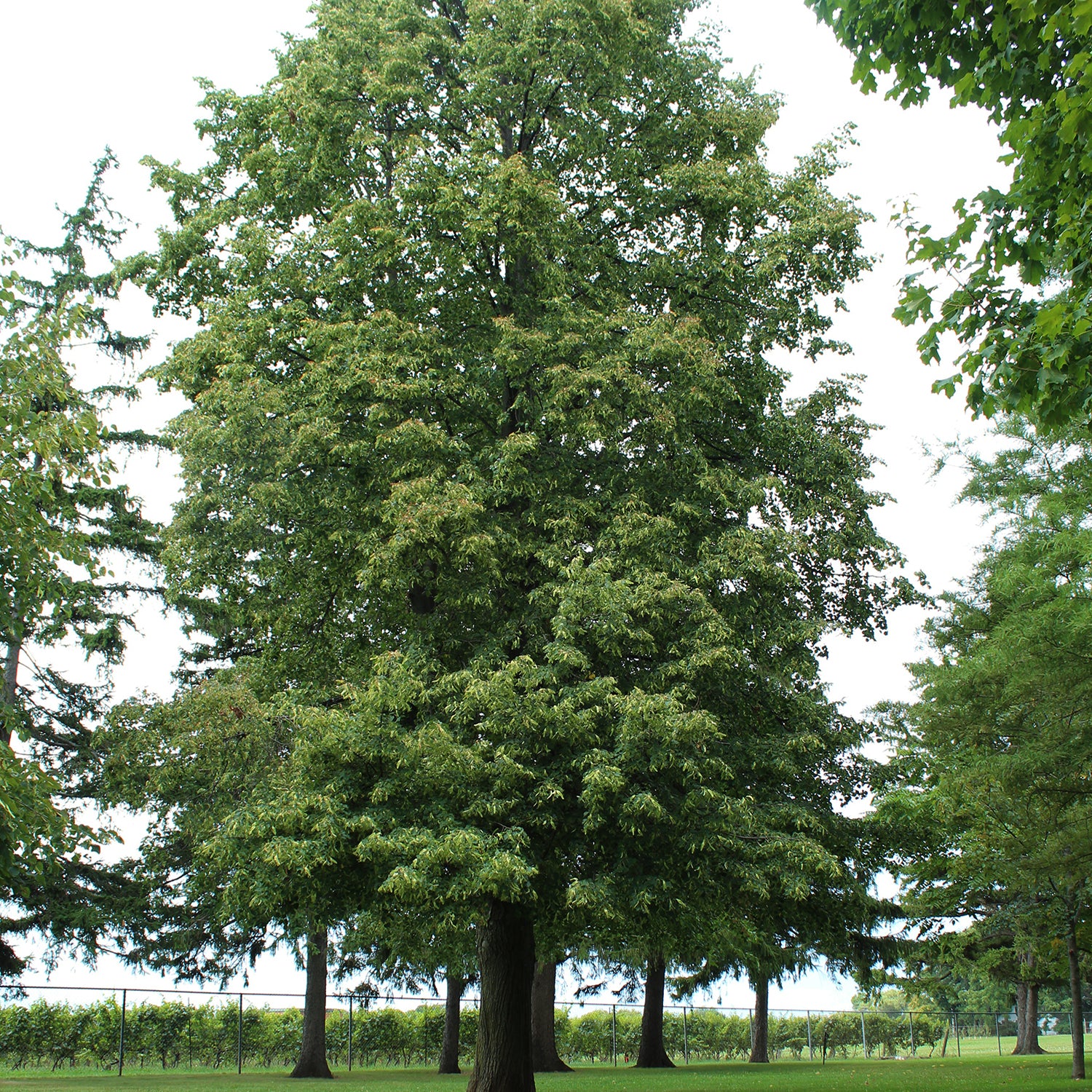 Boulevard Basswood