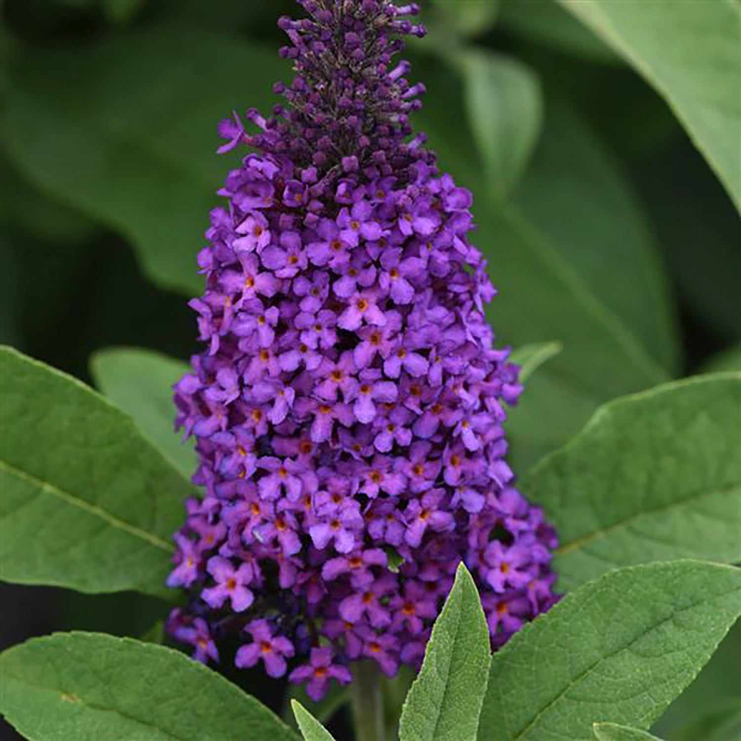 Chrysalis™ Purple Butterfly Bush