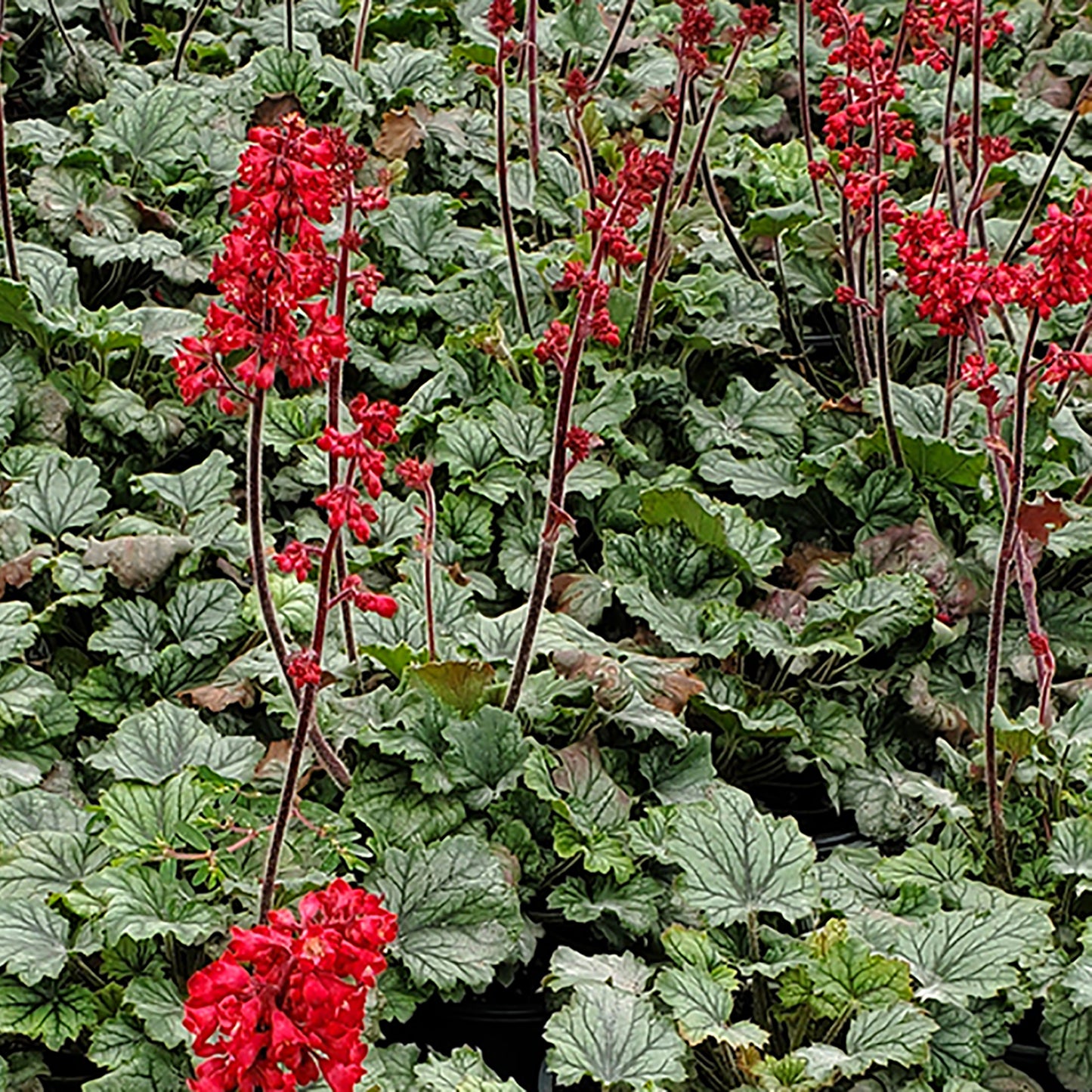 EXP Red Coral Bells