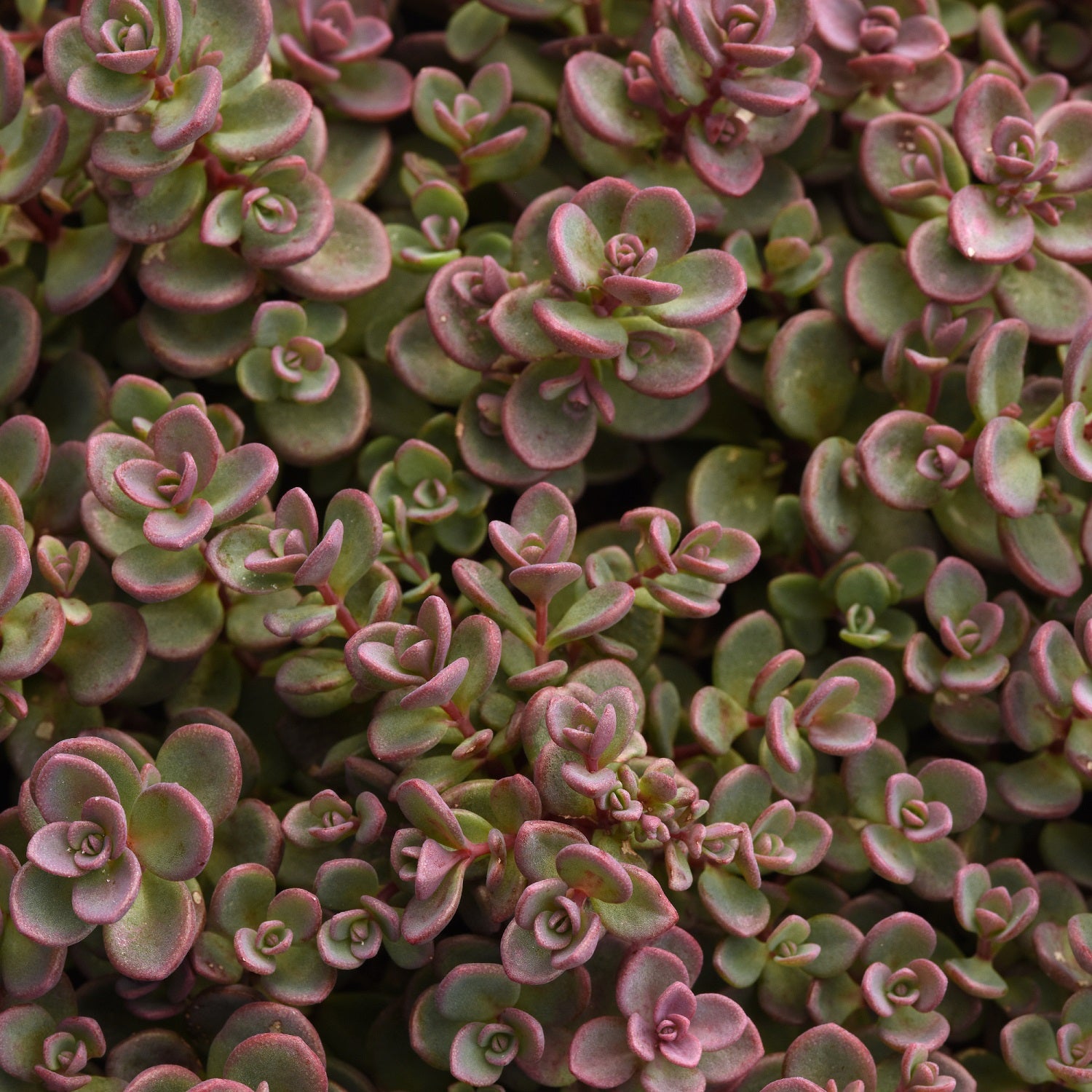 Shamrock Stonecrop