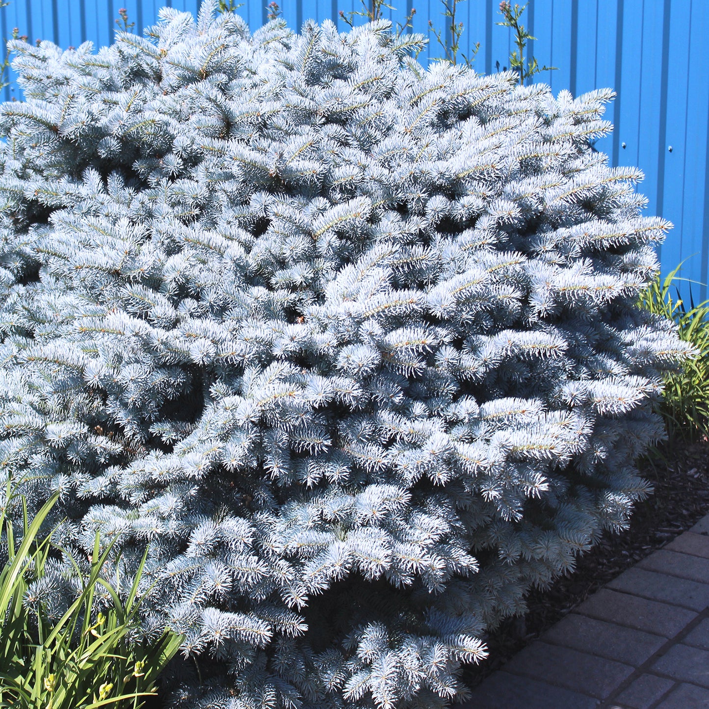Globe Blue Spruce