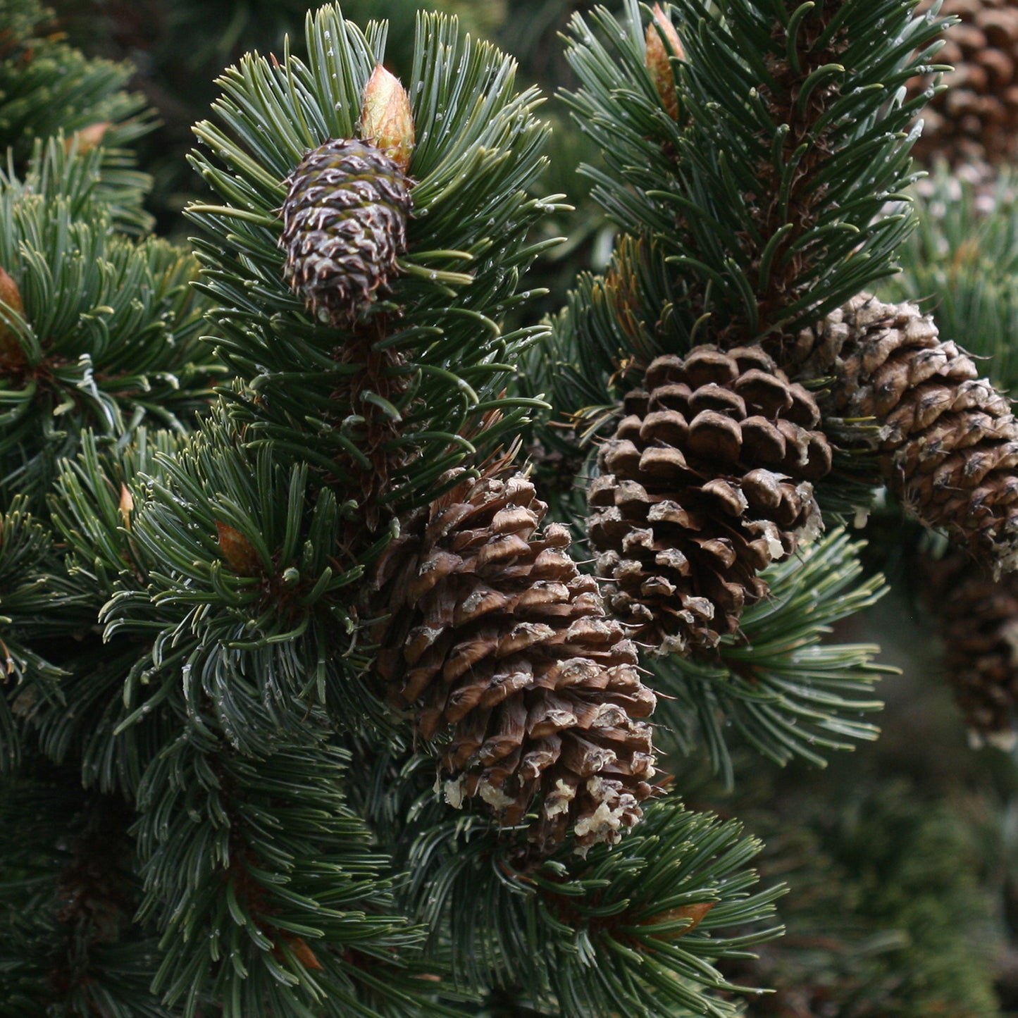 Bristlecone Pine
