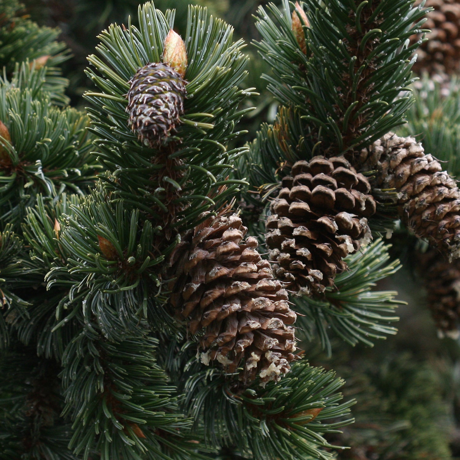 Bristlecone Pine