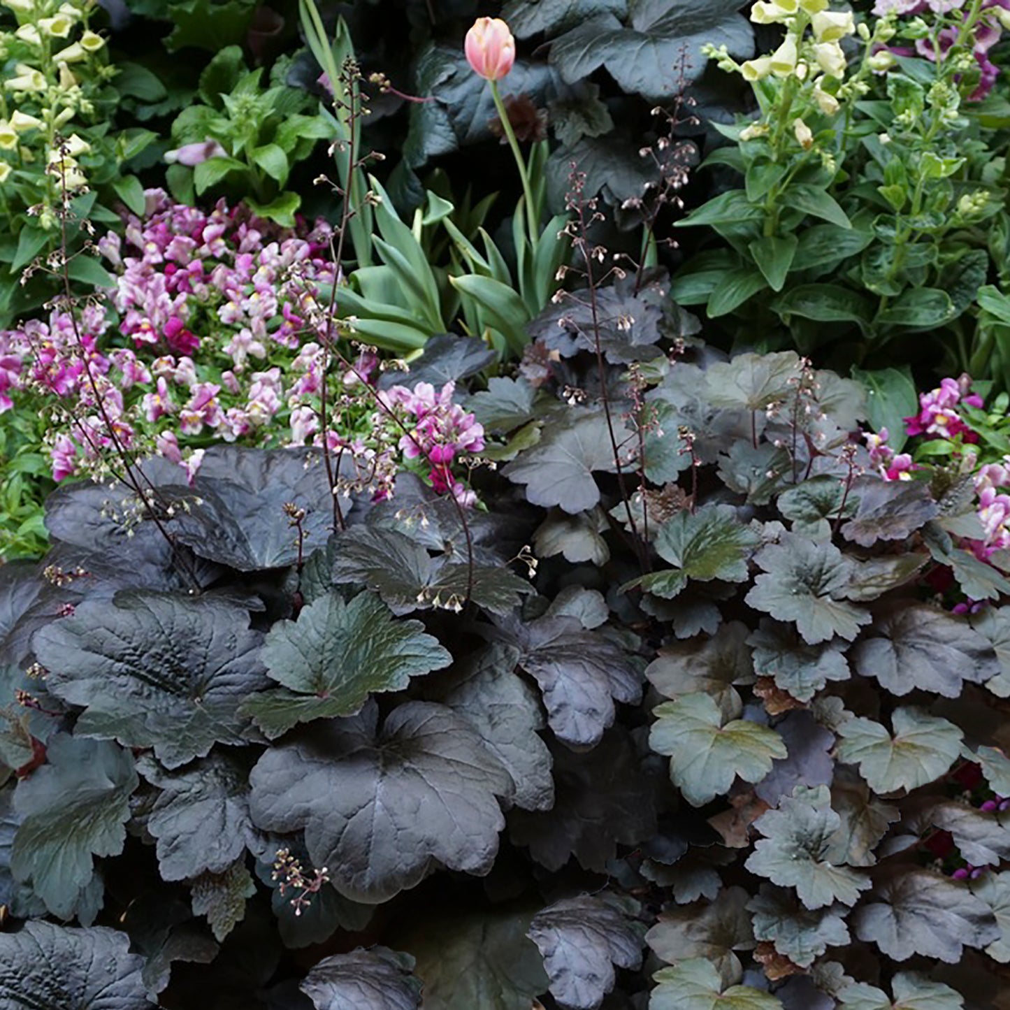 Carnival Black Olive Coral Bells