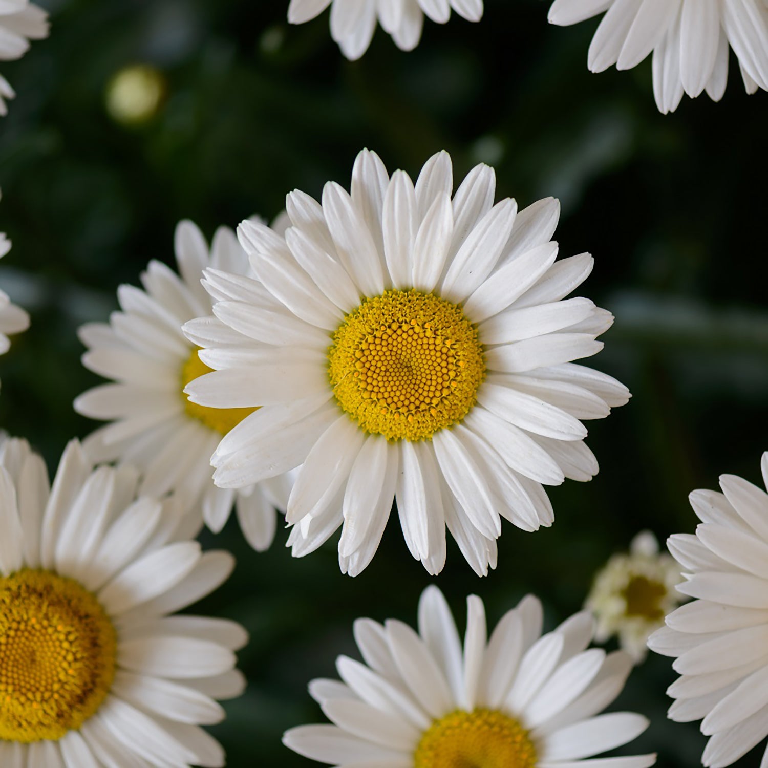 Lucille™ Chic Shasta Daisy