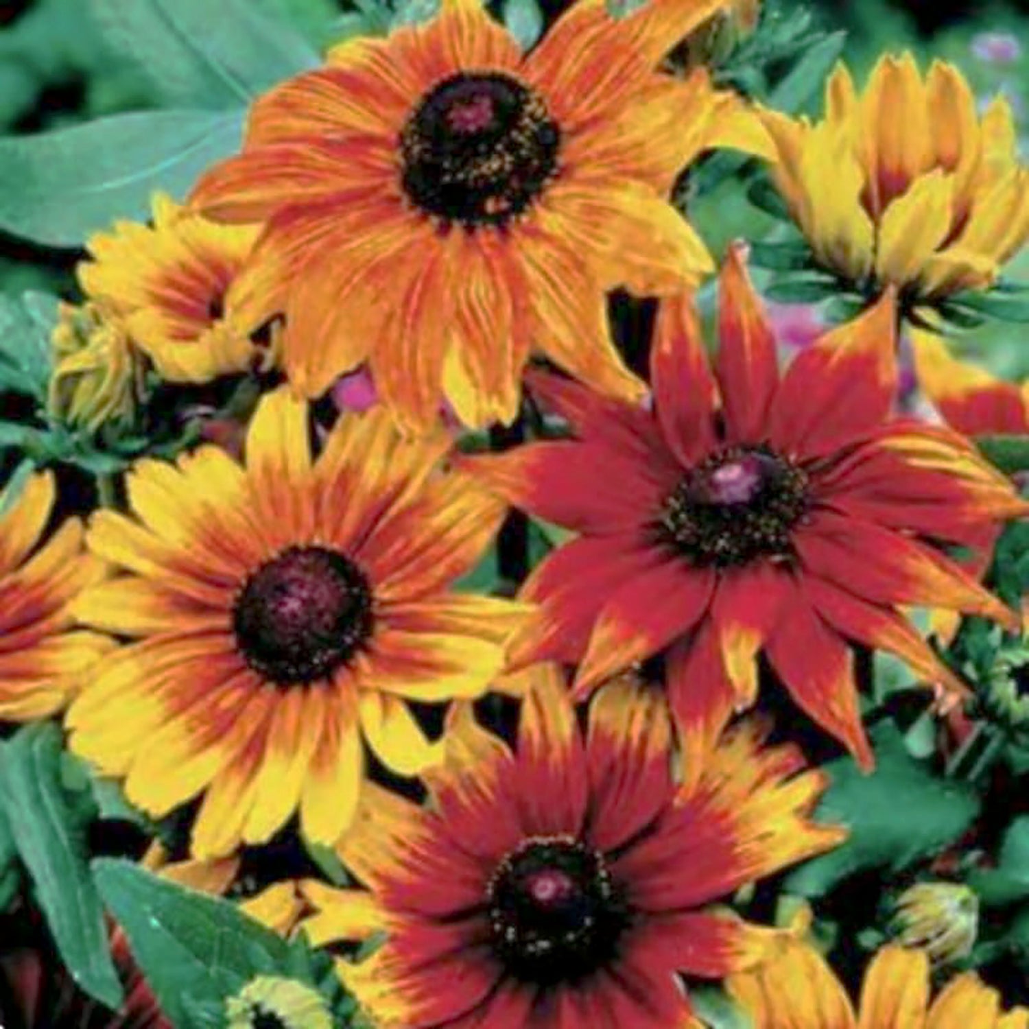 Autumn Colours Black-Eyed Susan
