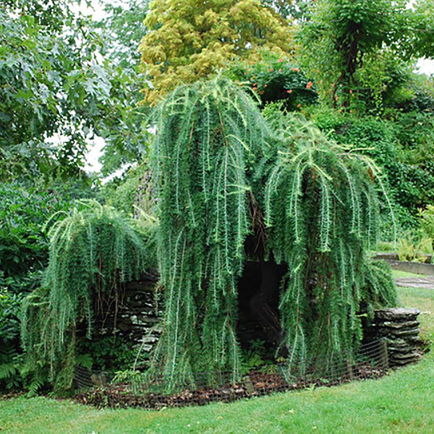 Weeping European Larch