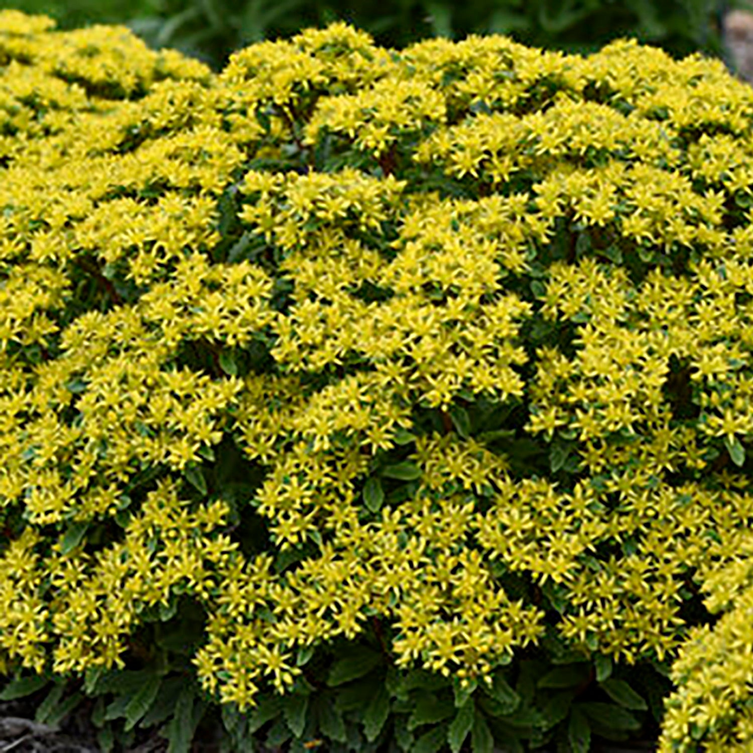 Bright Idea Stonecrop