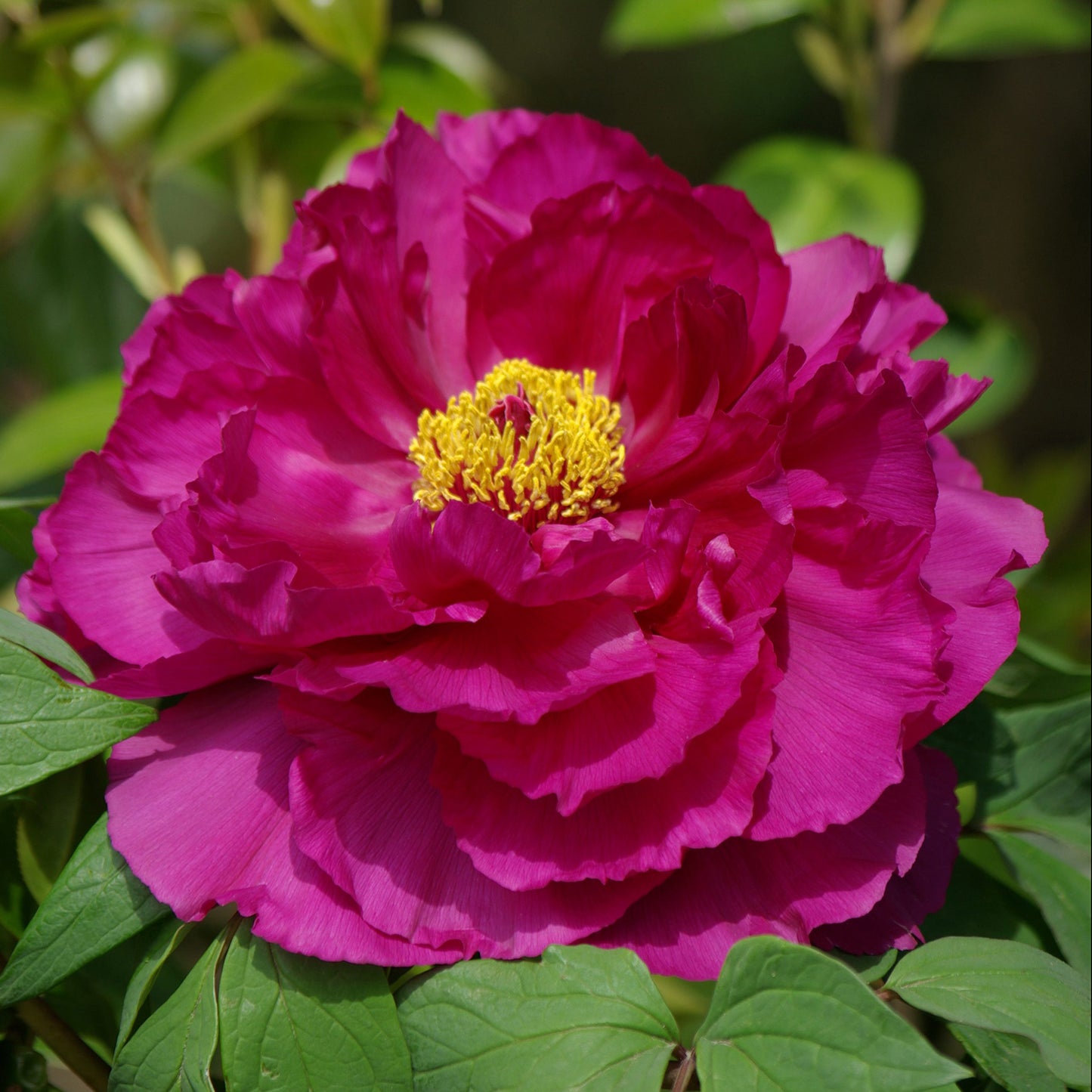 Shimadaijin Tree Peony