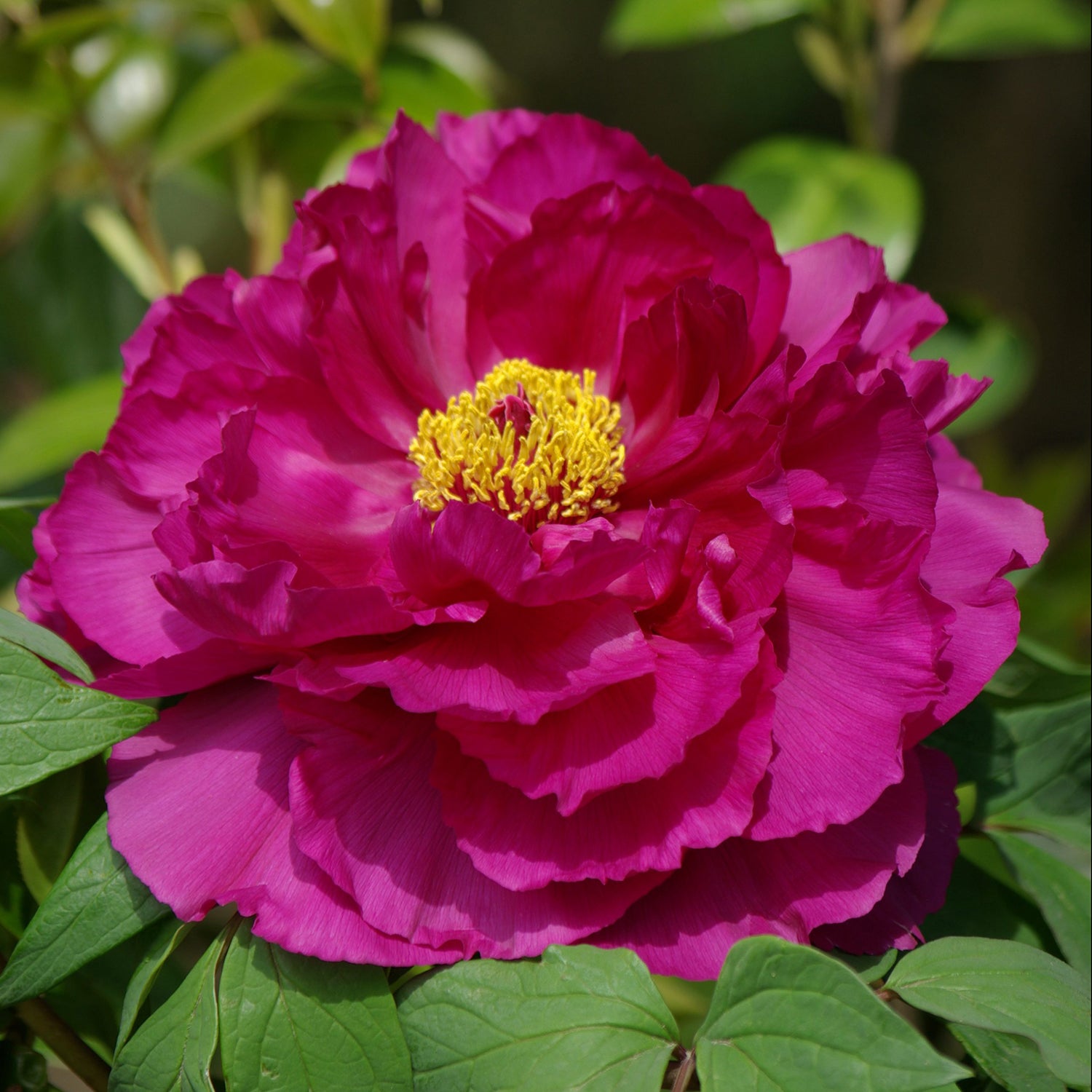 Shimadaijin Tree Peony