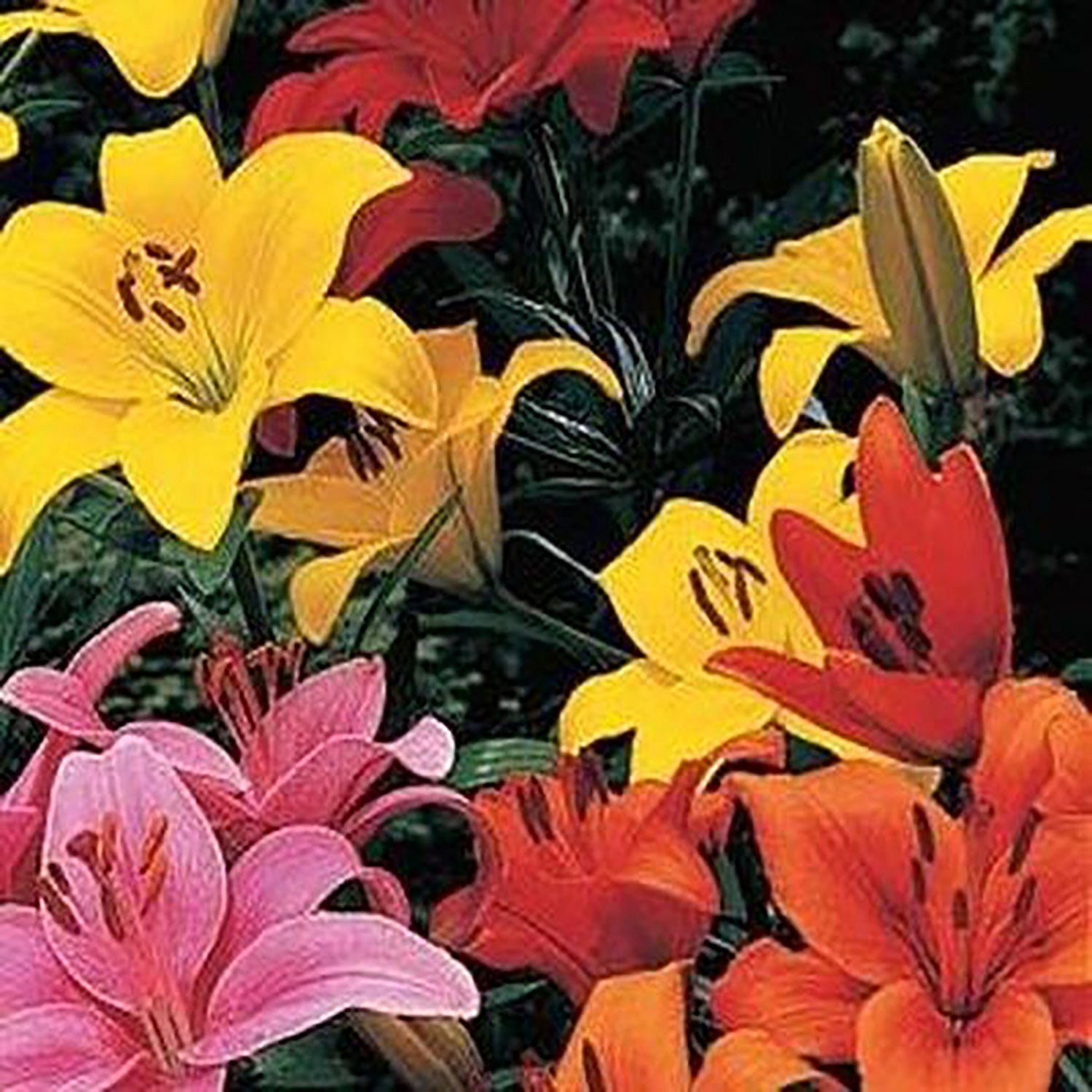 Combo Planter Asiatic Lily