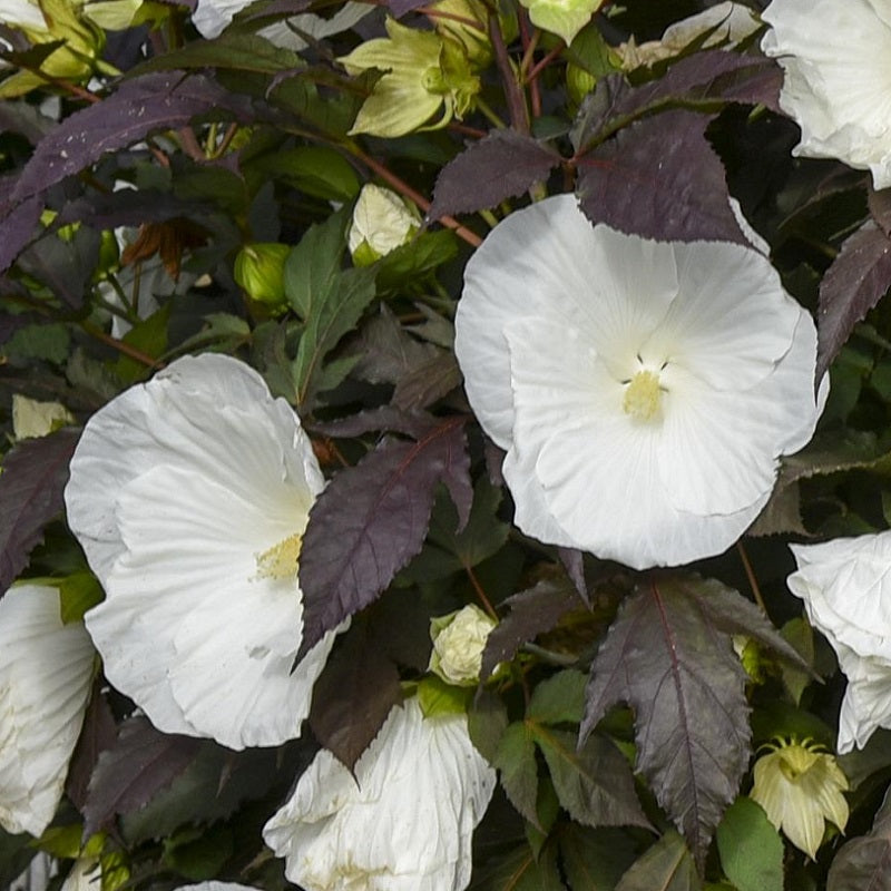 Cookies and Cream Rose Mallow