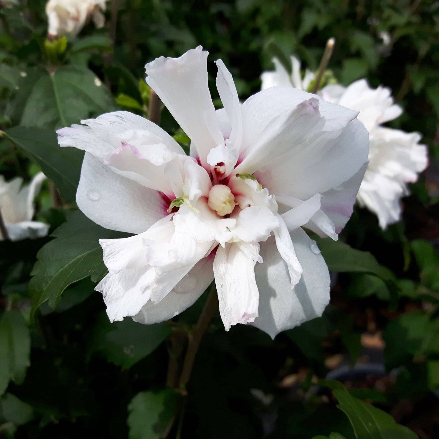 Banner Rose of Sharon/Althea