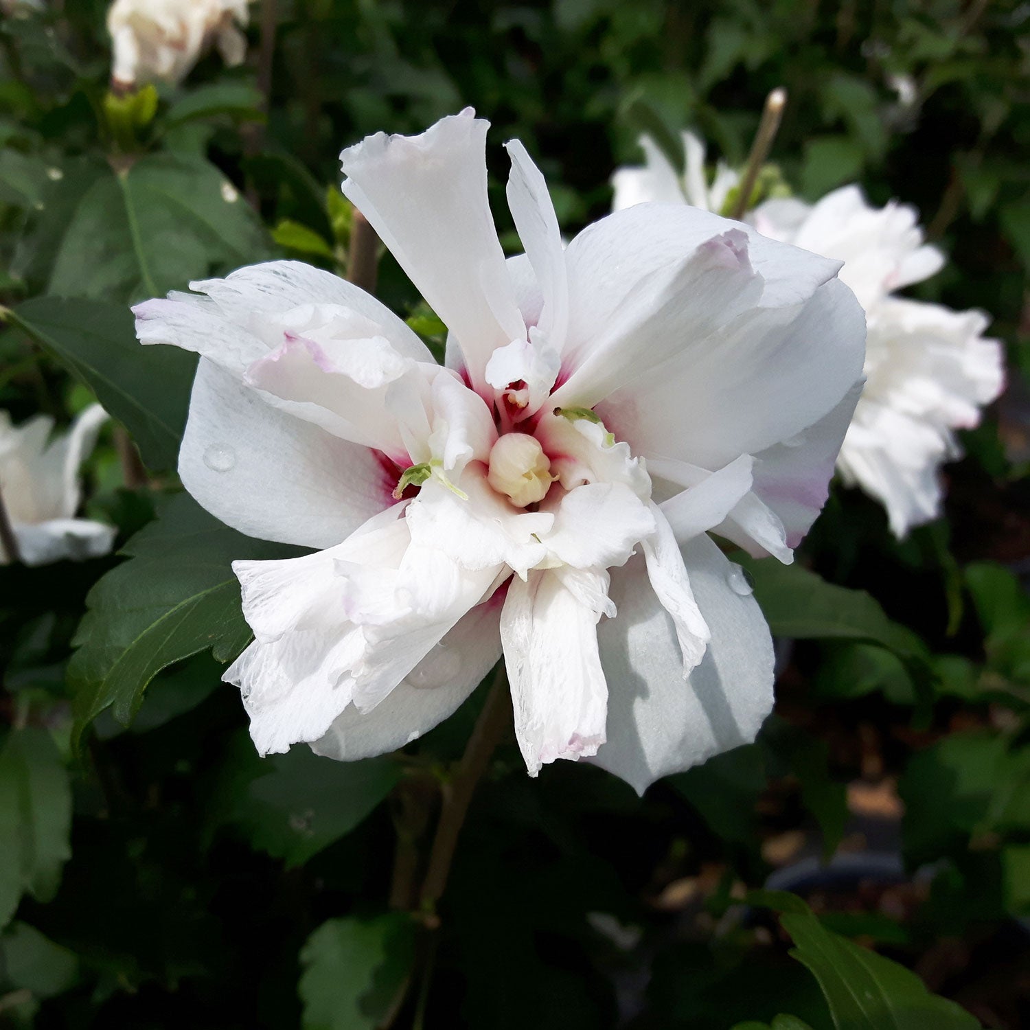 Banner Rose of Sharon/Althea