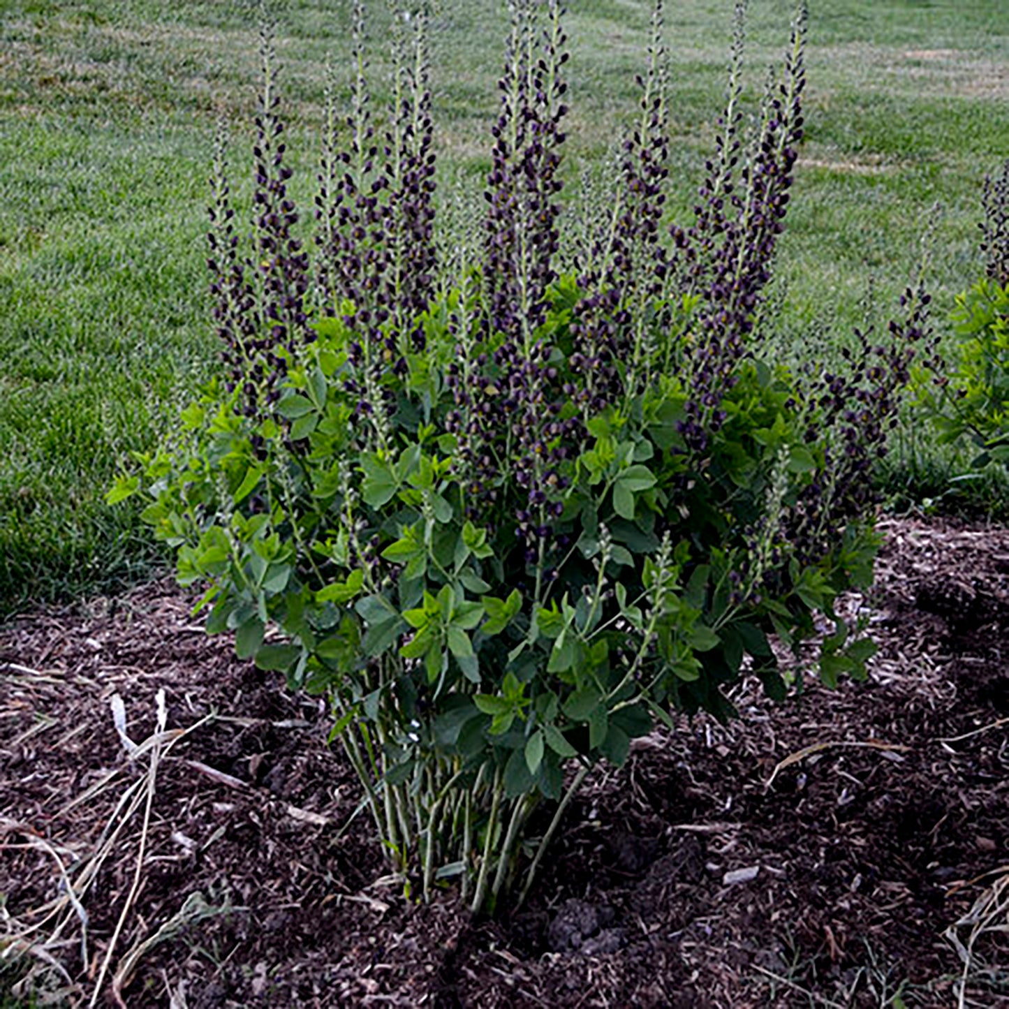 Dark Chocolate False Indigo