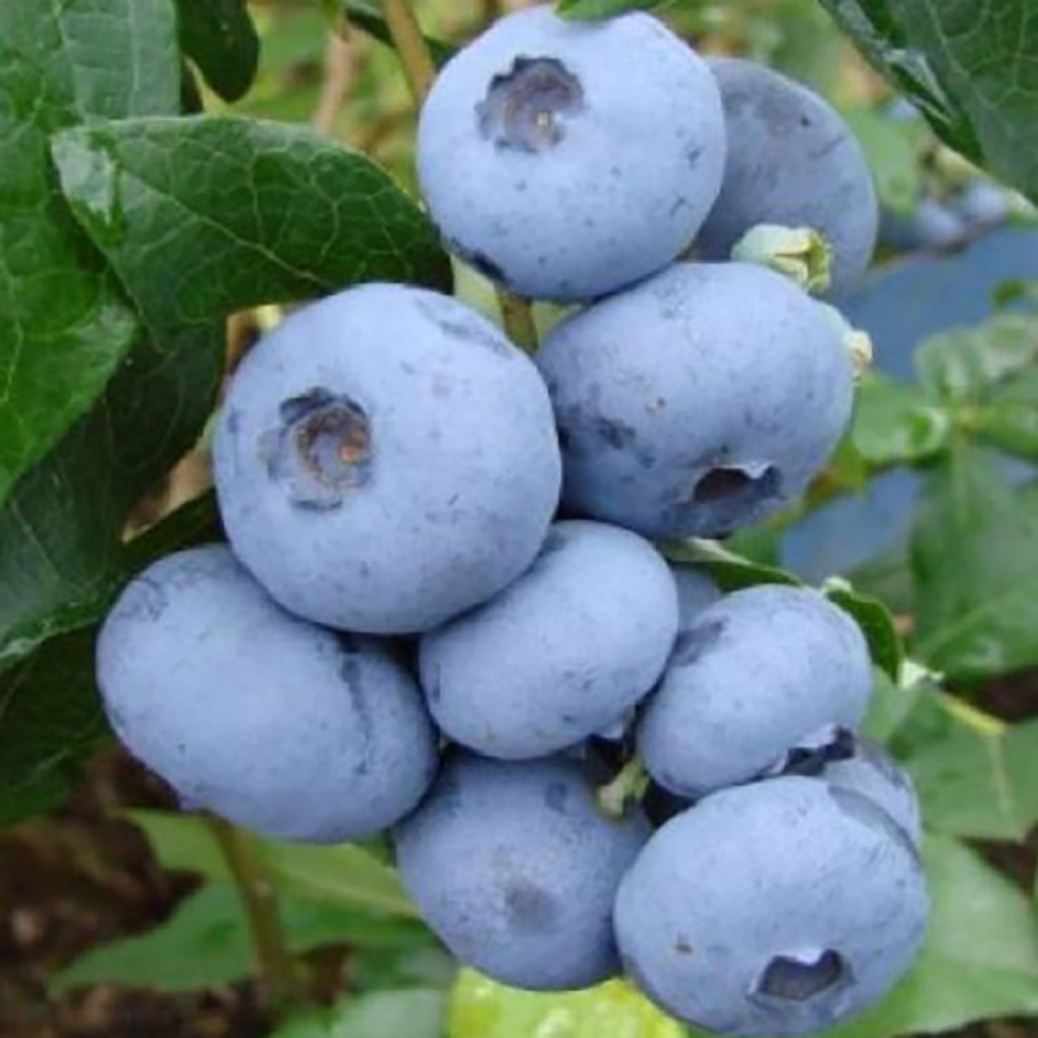Bonus Blueberry