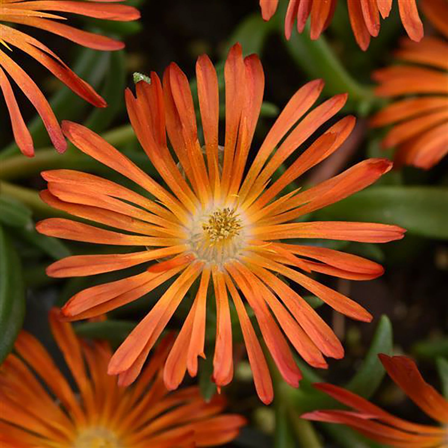 Orange Vibe Ice Plant