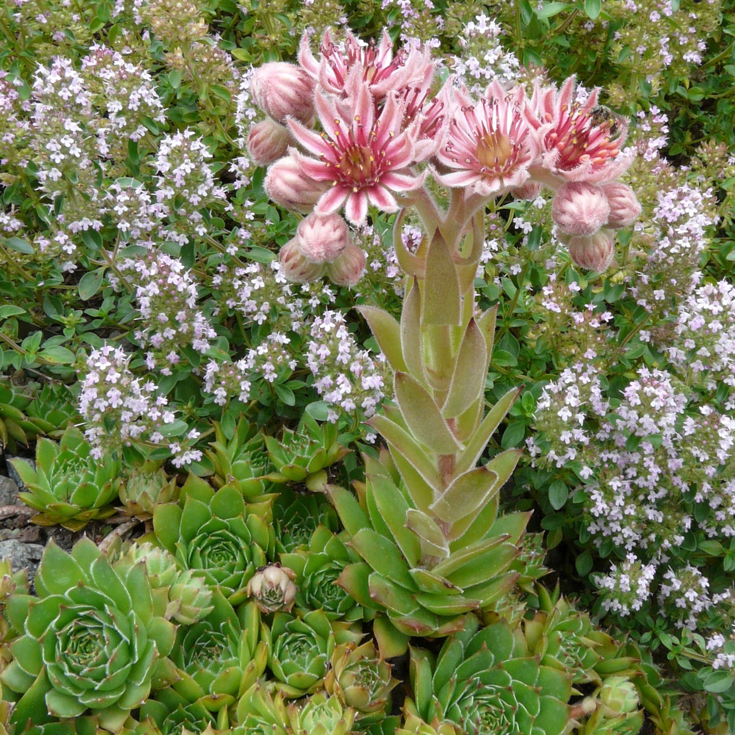 Hopewell Hens and Chicks