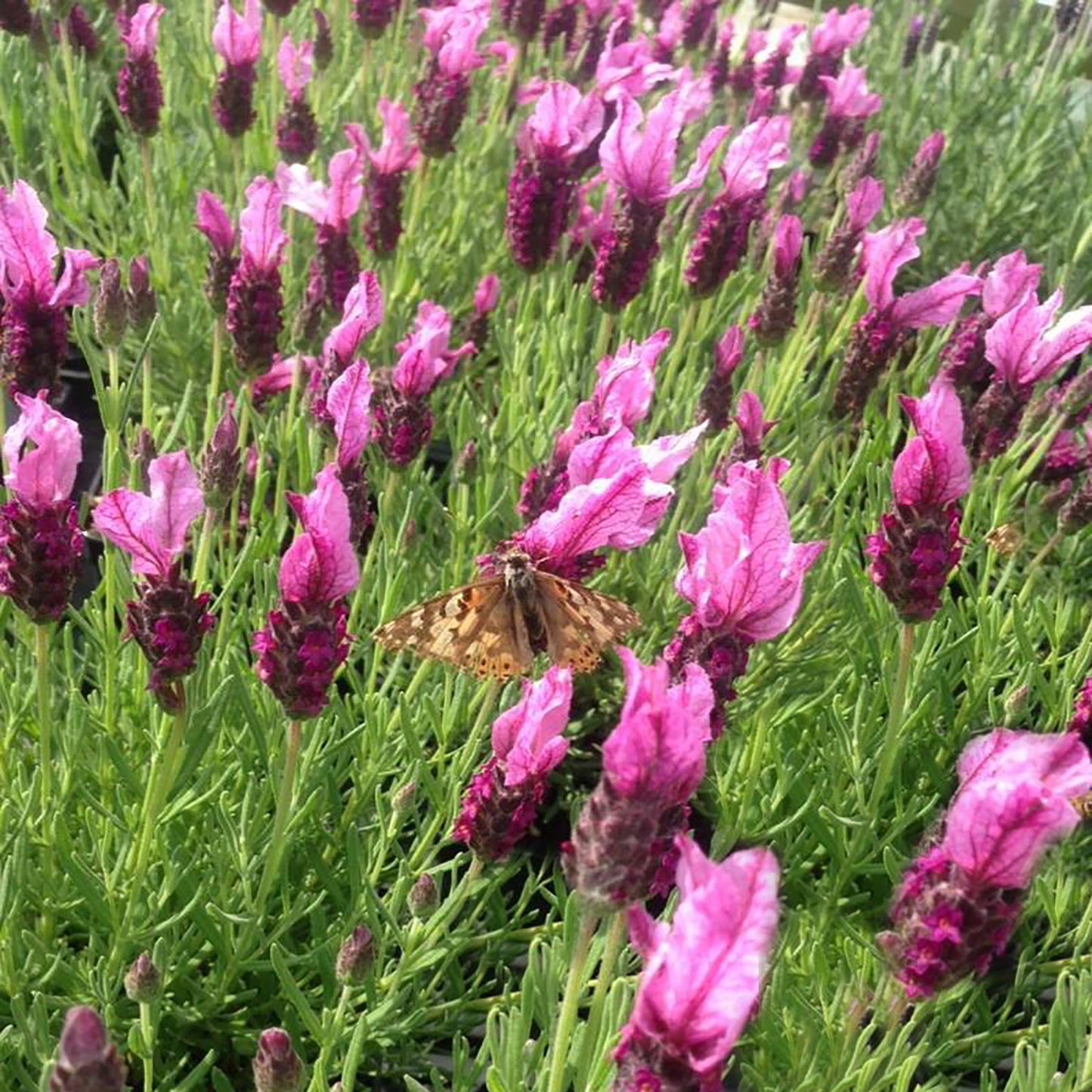 Anouk Deep Rose Spanish Lavender