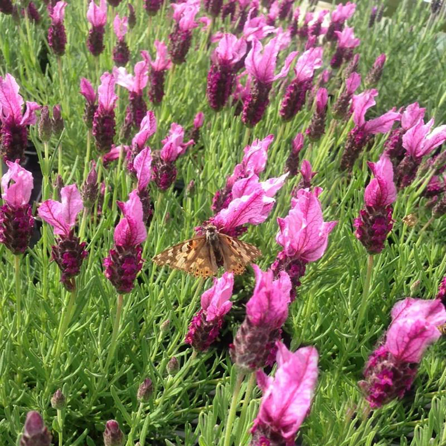 Anouk Deep Rose Spanish Lavender