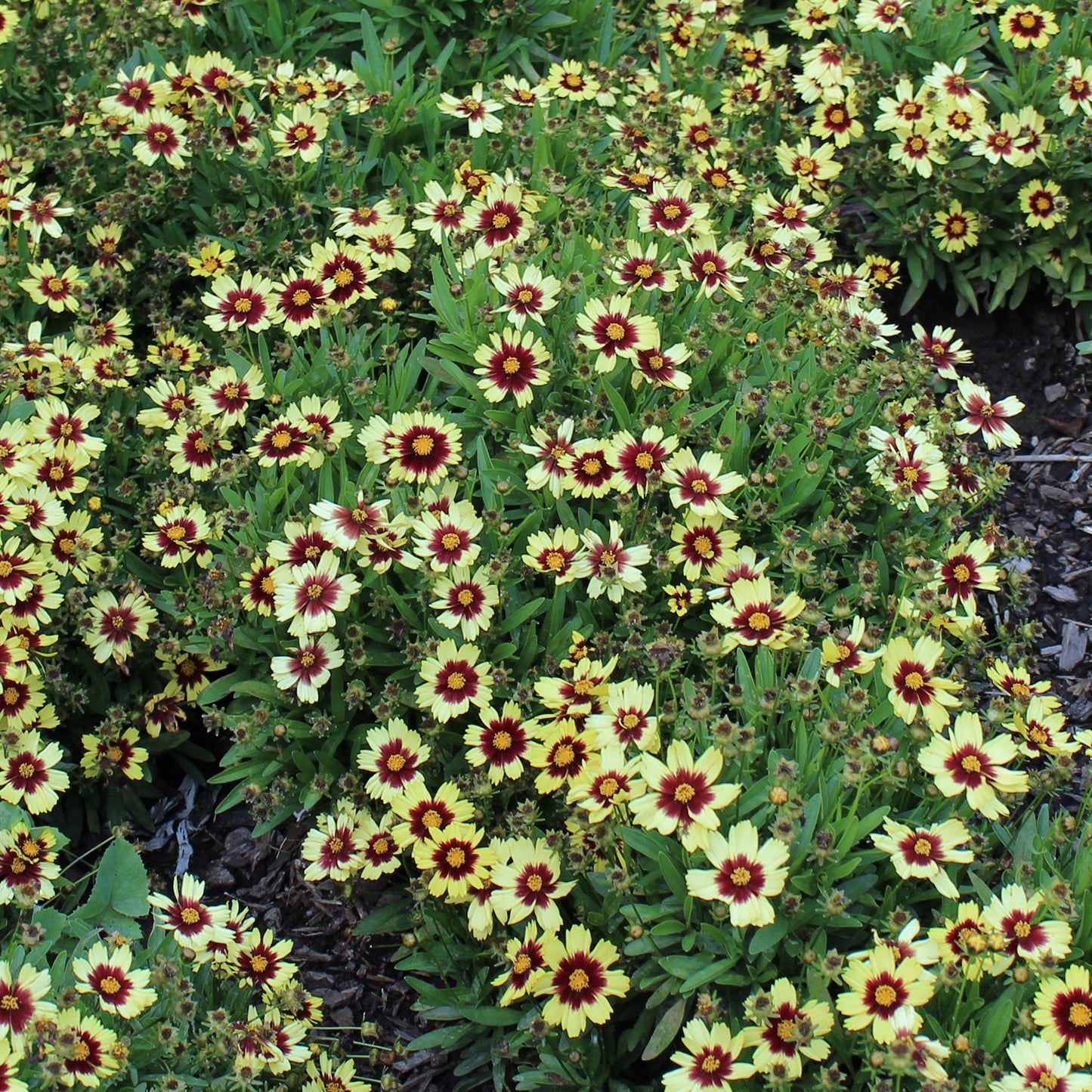 Cream & Red Tickseed