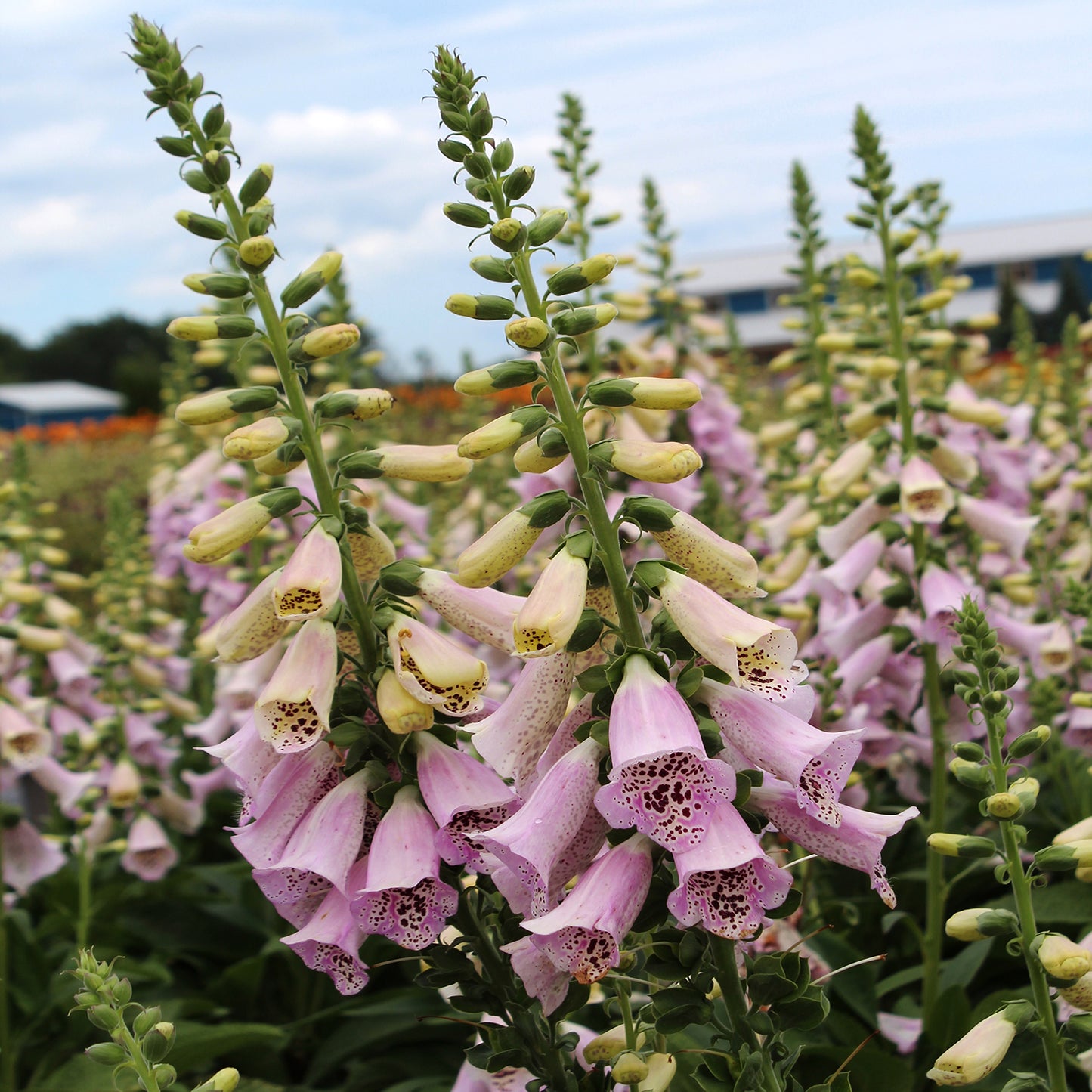 Camelot Lavender Foxglove