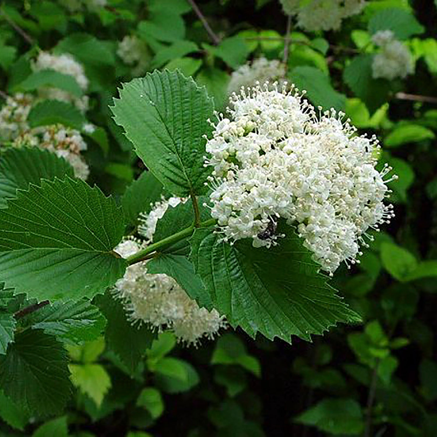 Arrow Wood Viburnum