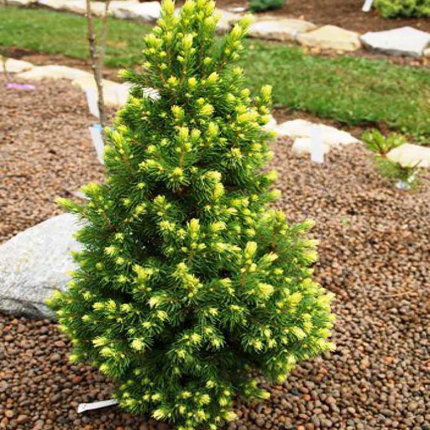 Rainbow's End® Spruce