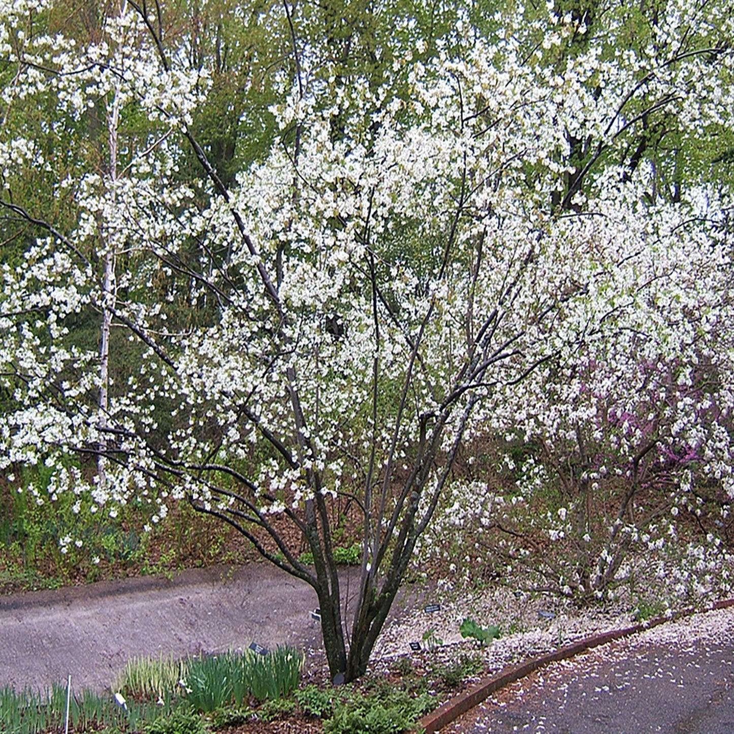 Allegheny Serviceberry