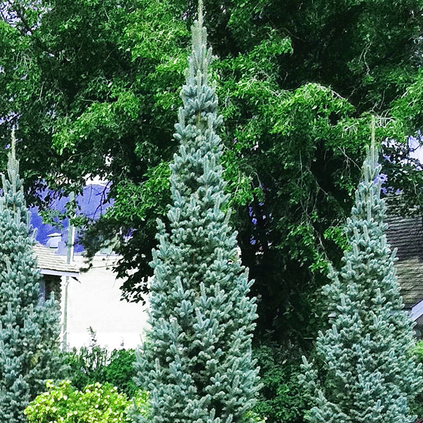 Columnar Colorado Blue Spruce
