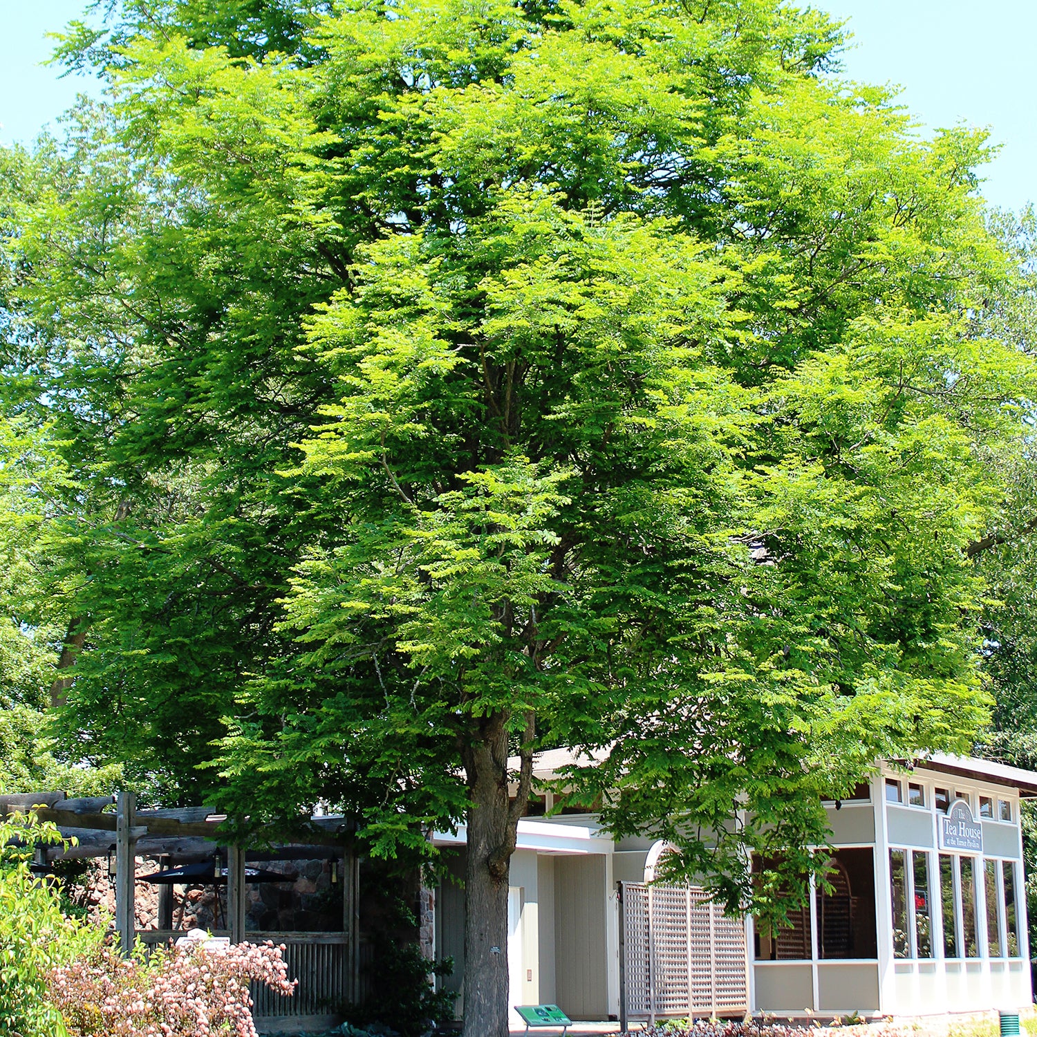 Kentucky Coffee Tree