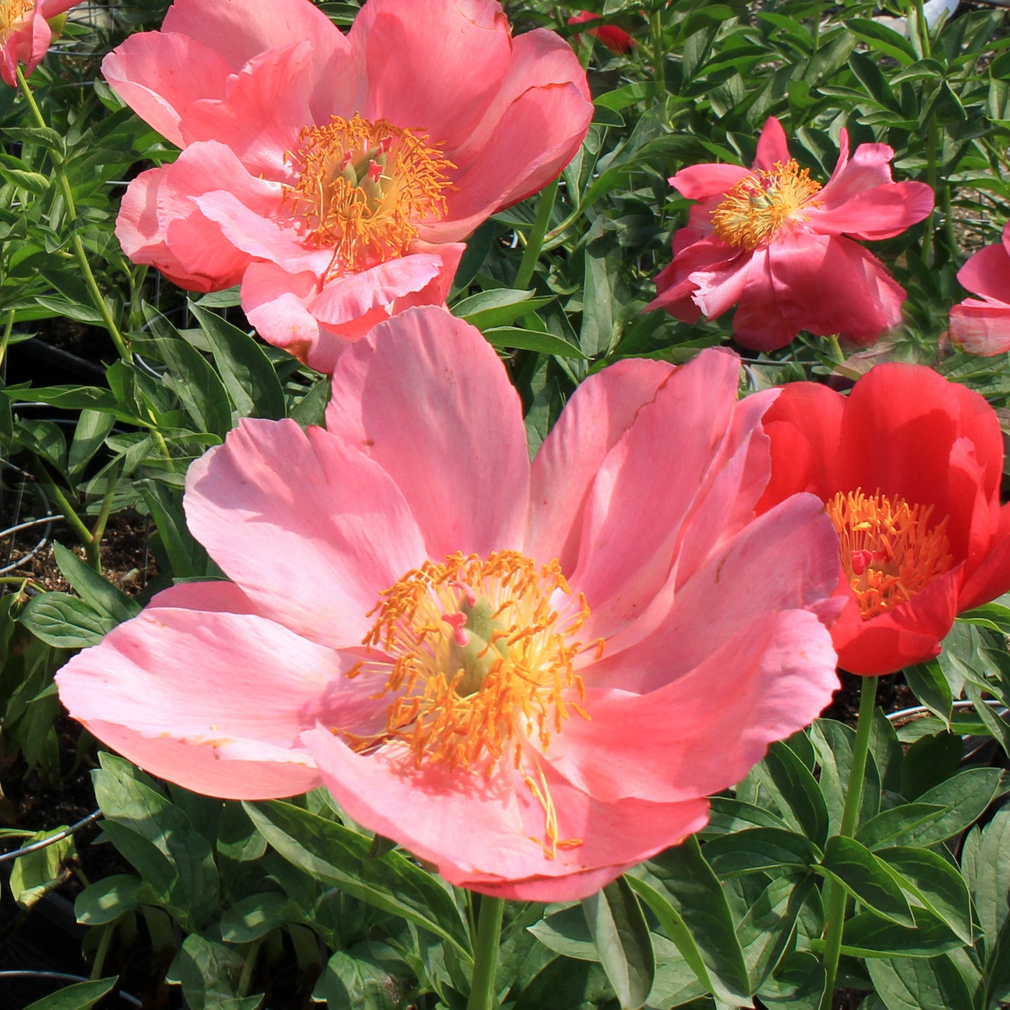 Oslo™ Patio Peony