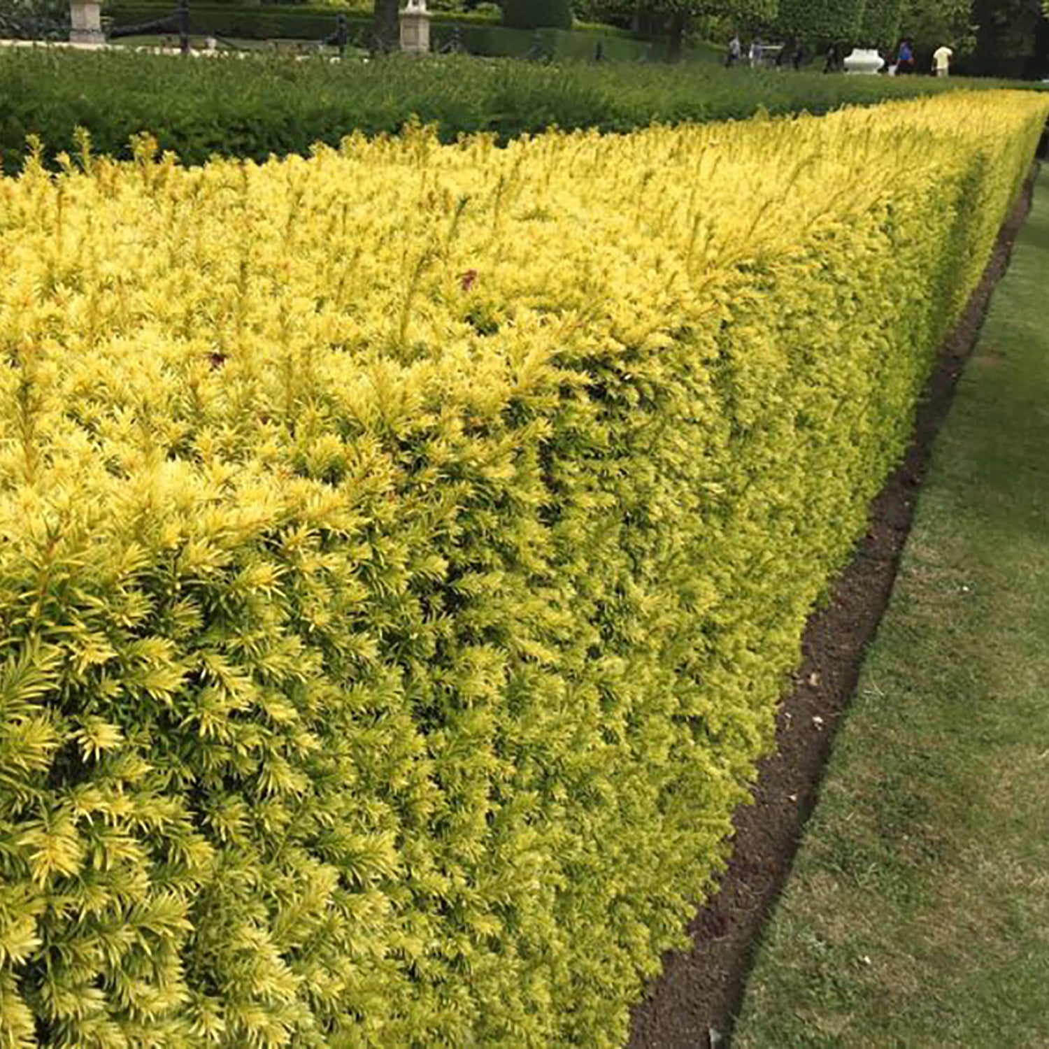 Sunburst Yew