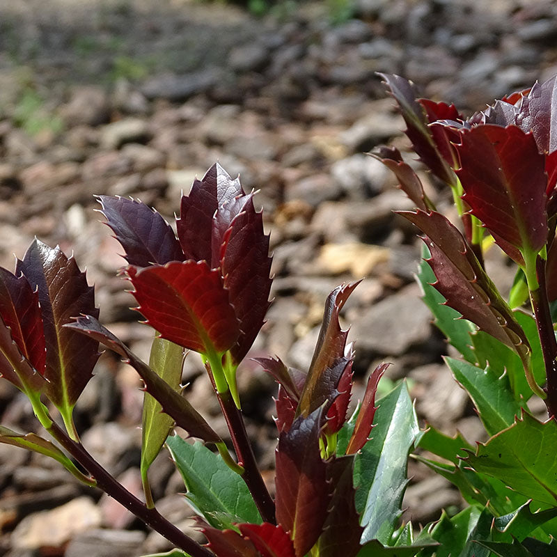Castle Rouge™ Holly