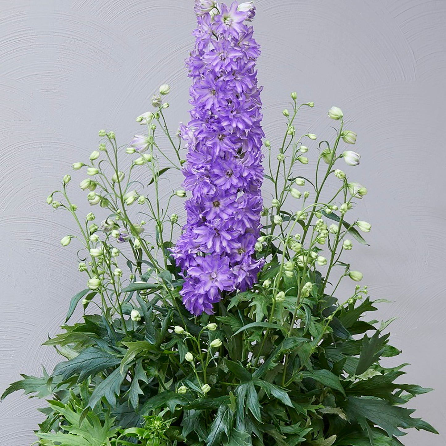 Breezin Larkspur