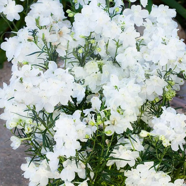 Hunky Dory White Larkspur